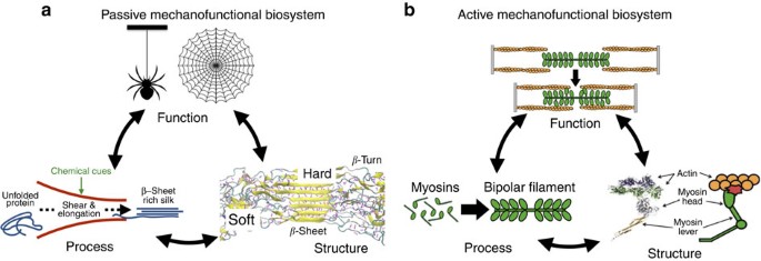 The role of mechanics in biological and bio-inspired systems | Nature  Communications