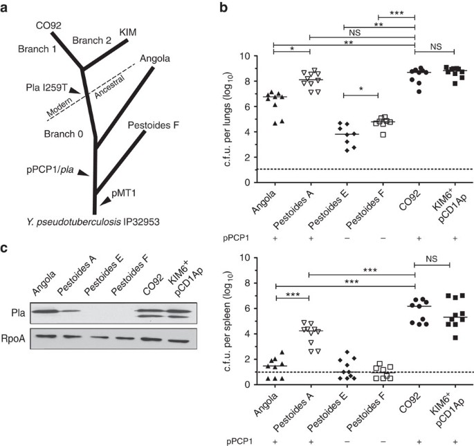 Early Emergence Of Yersinia Pestis As A Severe Respiratory Pathogen Nature Communications