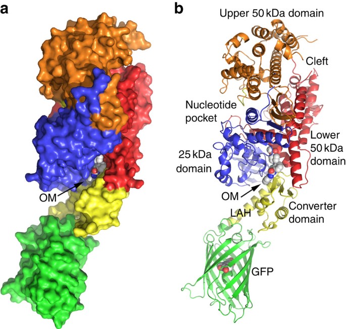 Myosin23様 リクエスト 3点 まとめ商品 Myosin Light Chains in the 