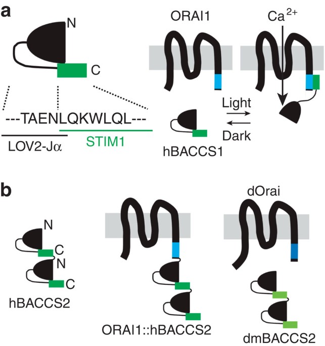 Light Generation Of Intracellular Ca 2 Signals By A Genetically Encoded Protein Baccs Nature Communications