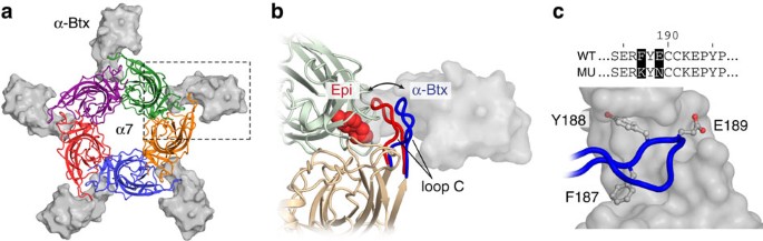 Stoichiometry For A Bungarotoxin Block Of A7 Acetylcholine Receptors Nature Communications