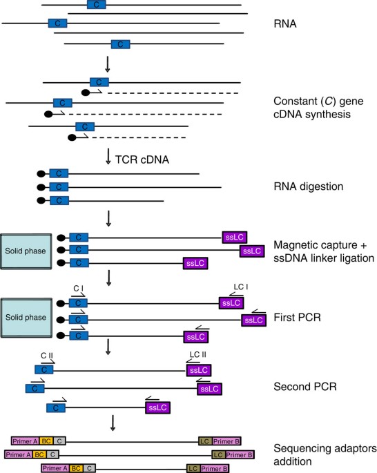 High resolution analysis of the human t cell receptor repertoire