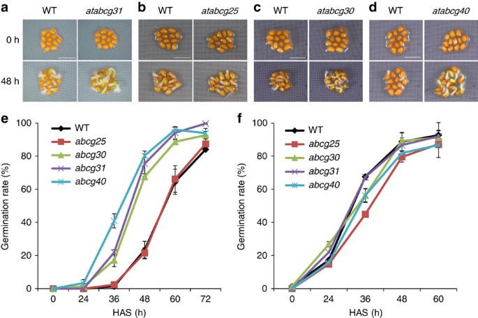 Abscisic Acid Transporters Cooperate To Control Seed Germination Nature Communications