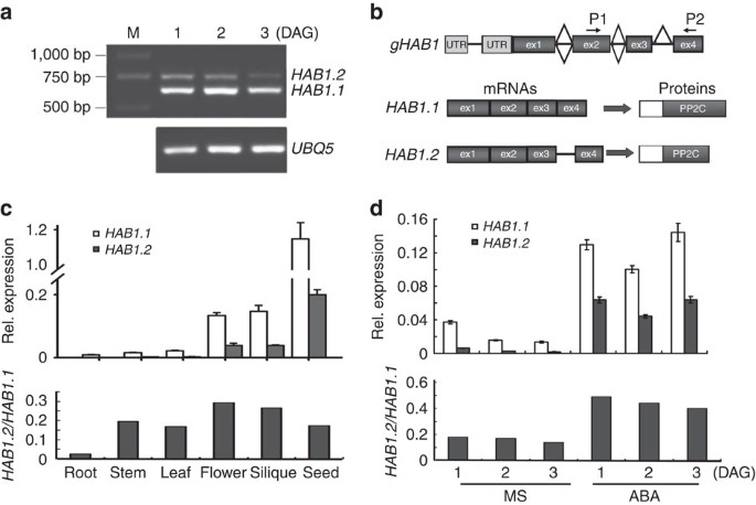 ABA signalling is fine-tuned by antagonistic HAB1 variants | Nature  Communications