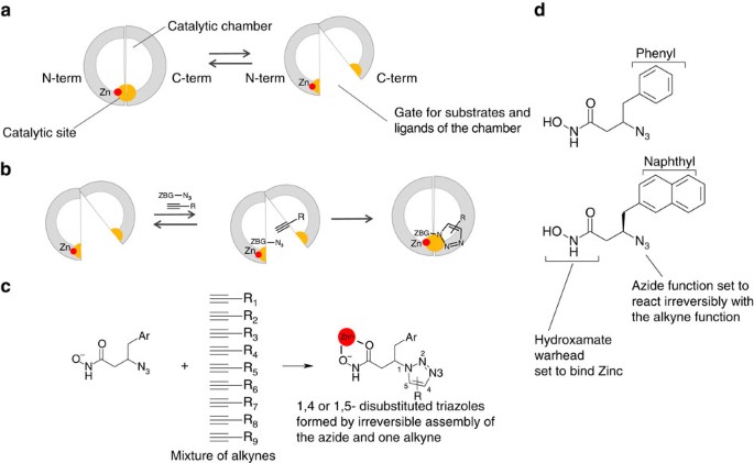 Catalytic Site Inhibition Of Insulin Degrading Enzyme By A Small Molecule Induces Glucose Intolerance In Mice Nature Communications