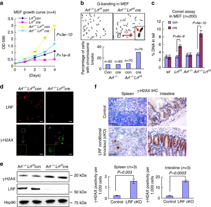 Lrf Maintains Genome Integrity By Regulating The Non Homologous End Joining Pathway Of Dna Repair Nature Communications