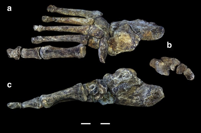 The foot of Homo naledi | Nature Communications