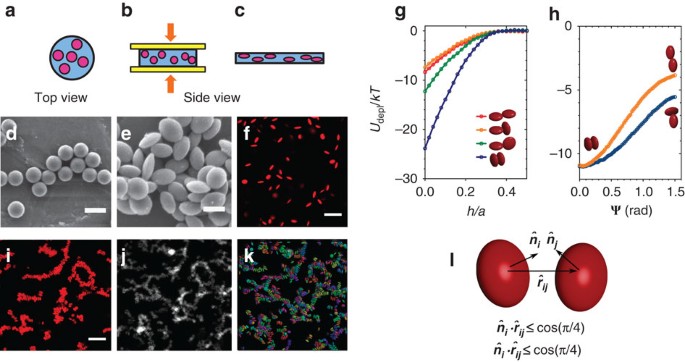 Metastable Orientational Order Of Colloidal Discoids Nature Communications