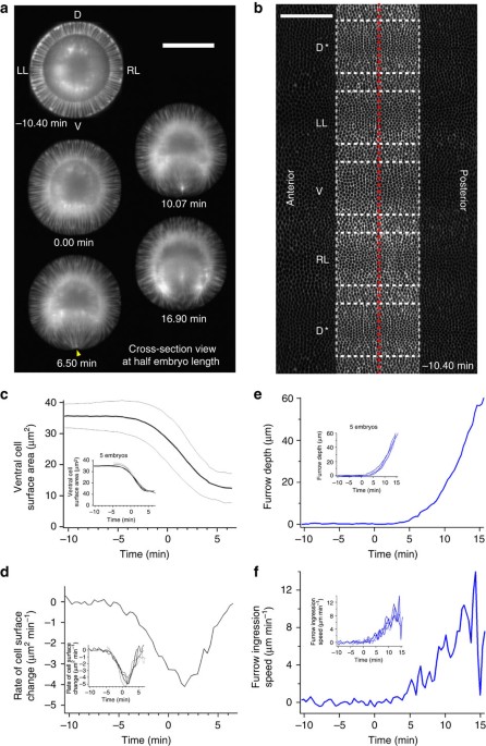 embryo scale tissue mechanics during drosophila gastrulation movements nature communications