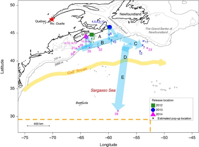Direct observations of American eels migrating across the continental shelf  to the Sargasso Sea | Nature Communications