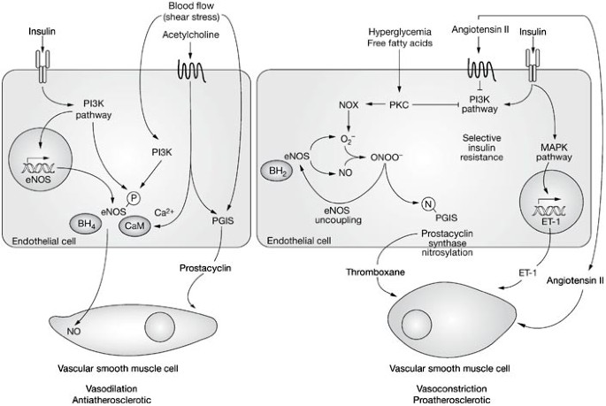 Insulin-Dependent Activation of Endothelial Nitric Oxide Synthase