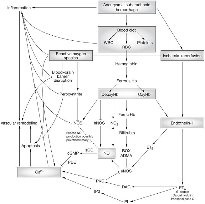 Subarachnoid Hemorrhage, Vasospasm, and Delayed Cerebral Ischemia -  Practical Neurology