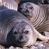 Males that fight for mates evolved to die young