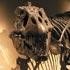 Origin of 't. Rex' protein questioned