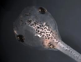 Frogs and humans are kissing cousins