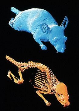 Imaging animals for better research | Nature Imaging animals for better research | Nature