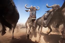 Ecologists dig deep for DNA | Nature