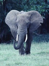 Secret of elephant graveyard: revealed