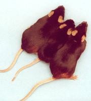 Prevention of systemic clinical disease in mps vii mice following aav-mediated neonatal gene transfer