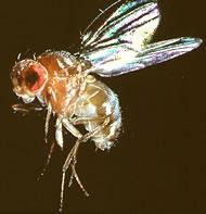 Flies caught napping | Nature