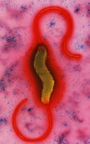 Sniffing Stools Speeds Diarrhoea Diagnosis Nature