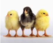 Bacteria banish fowl bugs | Nature