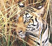 New subspecies of tiger is christened