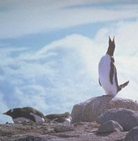 Whistle down the wind | Nature