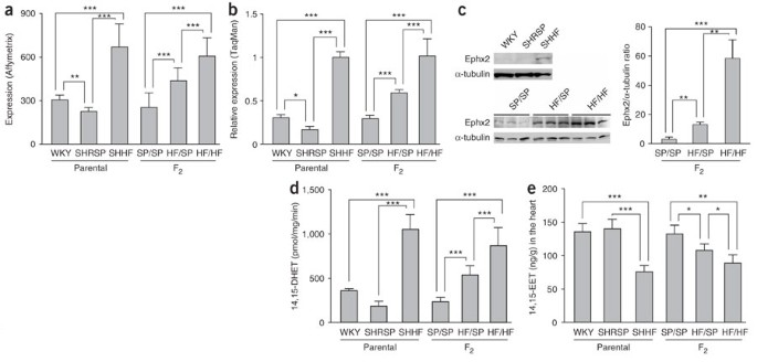 Soluble epoxide hydrolase is a susceptibility factor for heart failure in a  rat model of human disease