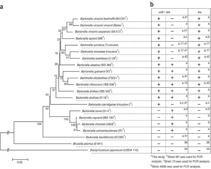 Natural History of Bartonella Infections (an Exception to Koch's