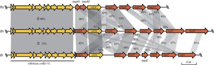 Natural History of Bartonella Infections (an Exception to Koch's