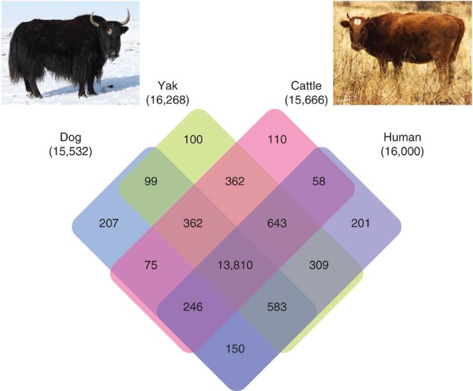 The yak genome and adaptation to life at high altitude | Nature Genetics The yak genome and adaptation to life at high altitude | Nature Genetics