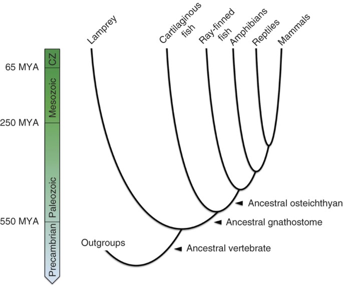 Sequencing of the sea lamprey (Petromyzon marinus) genome provides 