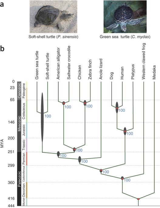 The Draft Genomes Of Soft Shell Turtle And Green Sea Turtle Yield Insights Into The Development And Evolution Of The Turtle Specific Body Plan Nature Genetics