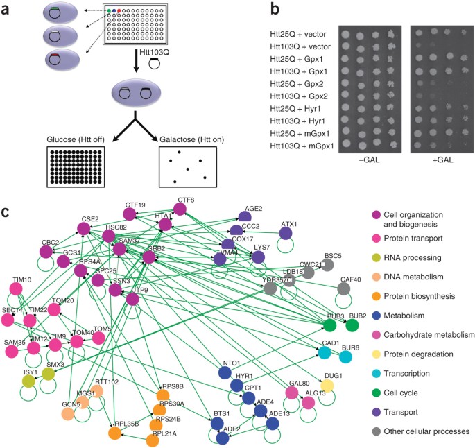 Glutathione peroxidase activity is neuroprotective in models of  Huntington's disease