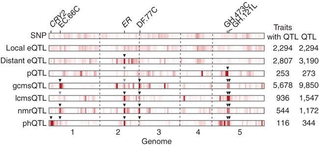 System-wide molecular evidence for phenotypic buffering in arabidopsis