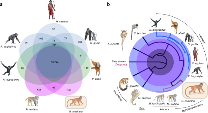 Endemic Wildlife: Their Importance For Nature As A Whole - Sigma Earth