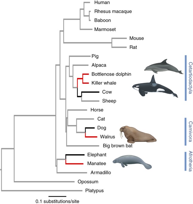 Convergent evolution of the genomes of marine mammals