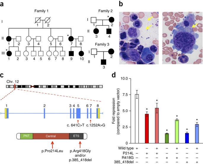 Germline mutations in etv6 are associated with thrombocytopenia, red cell macrocytosis and predisposition to lymphoblastic leukemia