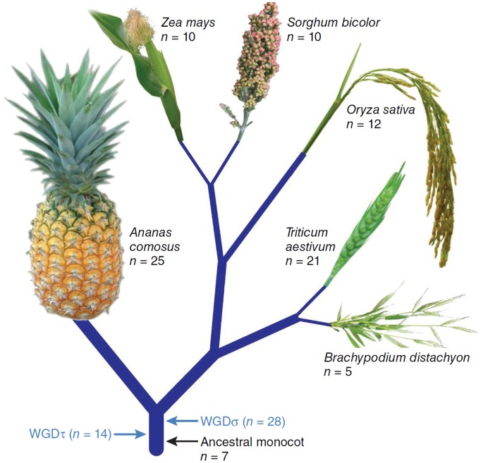 A Taste Of Pineapple Evolution Through Genome Sequencing Nature Genetics
