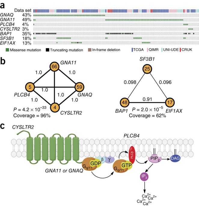 Recurrent Activating Mutations Of G Protein Coupled Receptor Cysltr2 In Uveal Melanoma Nature Genetics