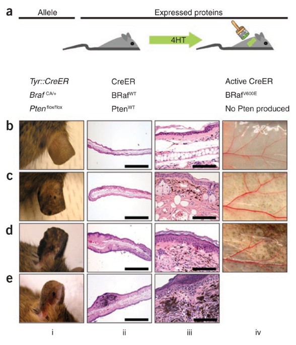 Brafv600e cooperates with pten loss to induce metastatic melanoma