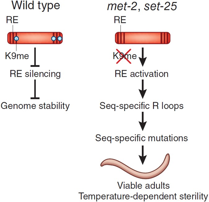 Dangerous r loops form in the absence of h3k9 methylation