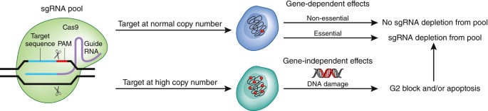 Correcting crispr for copy number