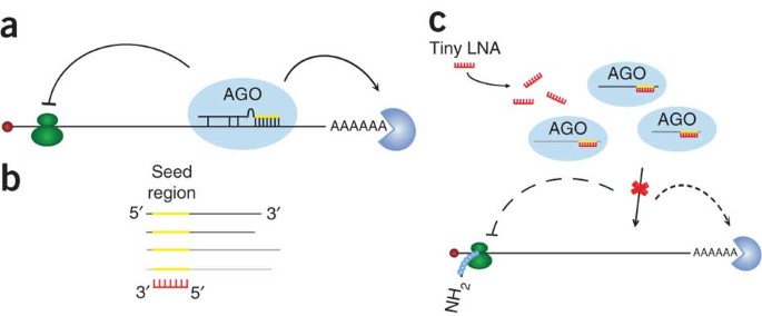 Silencing Of Microrna Families By Seed Targeting Tiny Lnas Nature Genetics