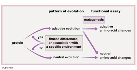 Evaluating adaptive evolution | Nature Genetics