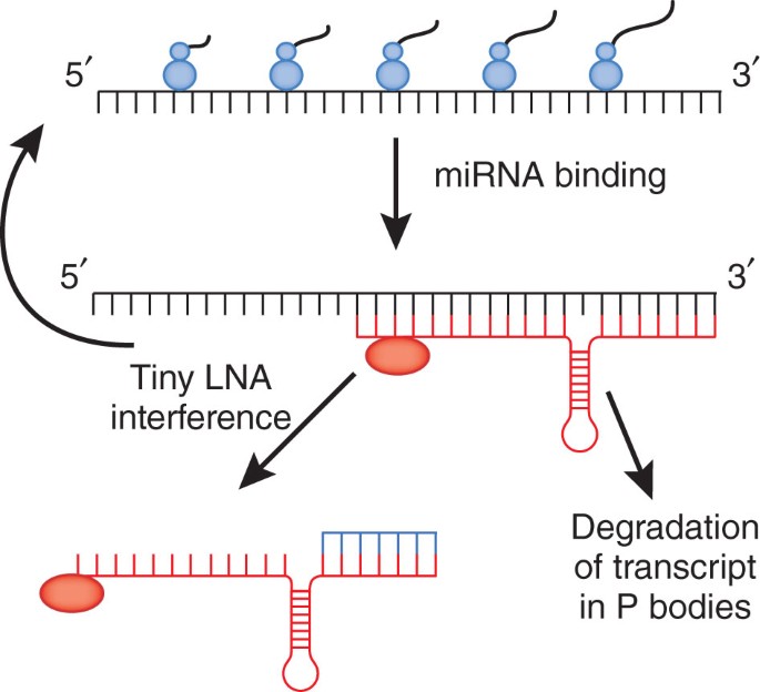 Stopping Rna Interference At The Seed Nature Genetics