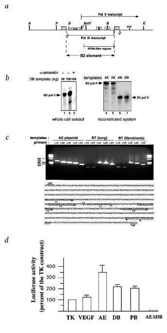 Transposable B2 Sine Elements Can Provide Mobile Rna Polymerase Ii Promoters Nature Genetics