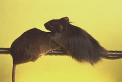Touching base | Nature Genetics