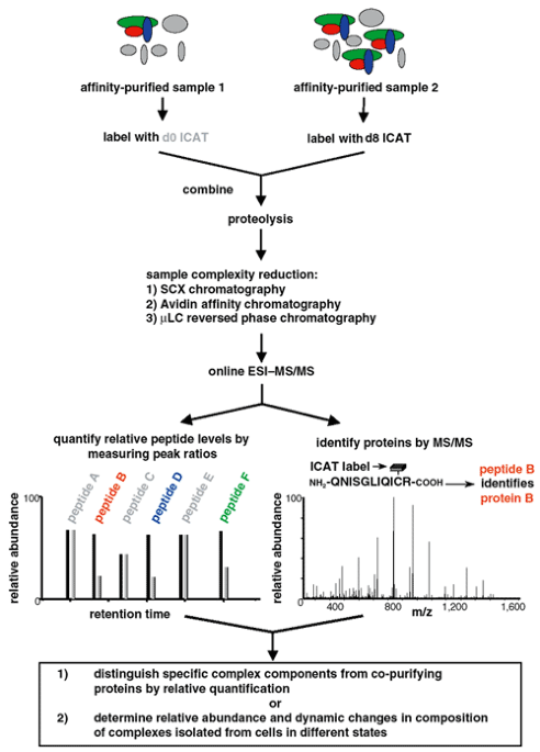 The study of macromolecular complexes by quantitative proteomics